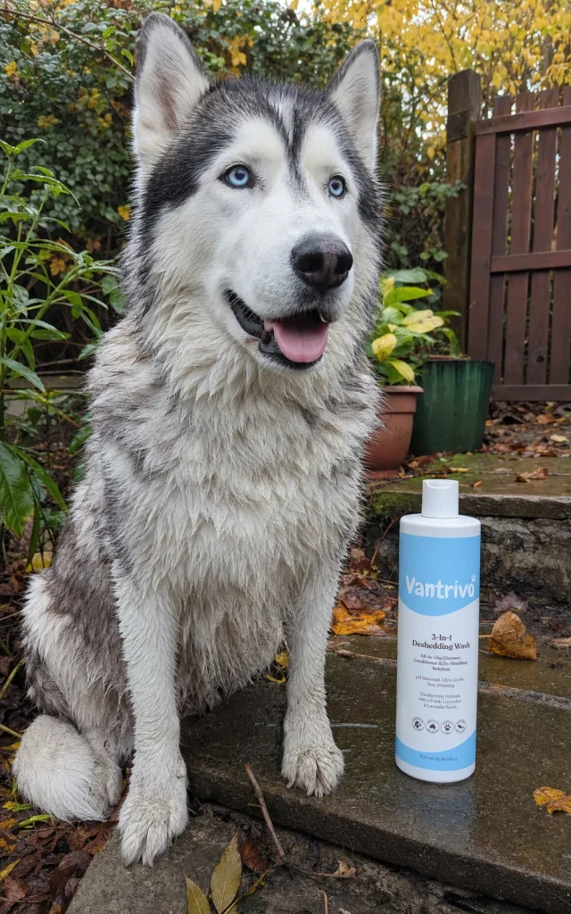 Vantrivo Deshedding wash in use with a husky in a muddy autumn garden setting