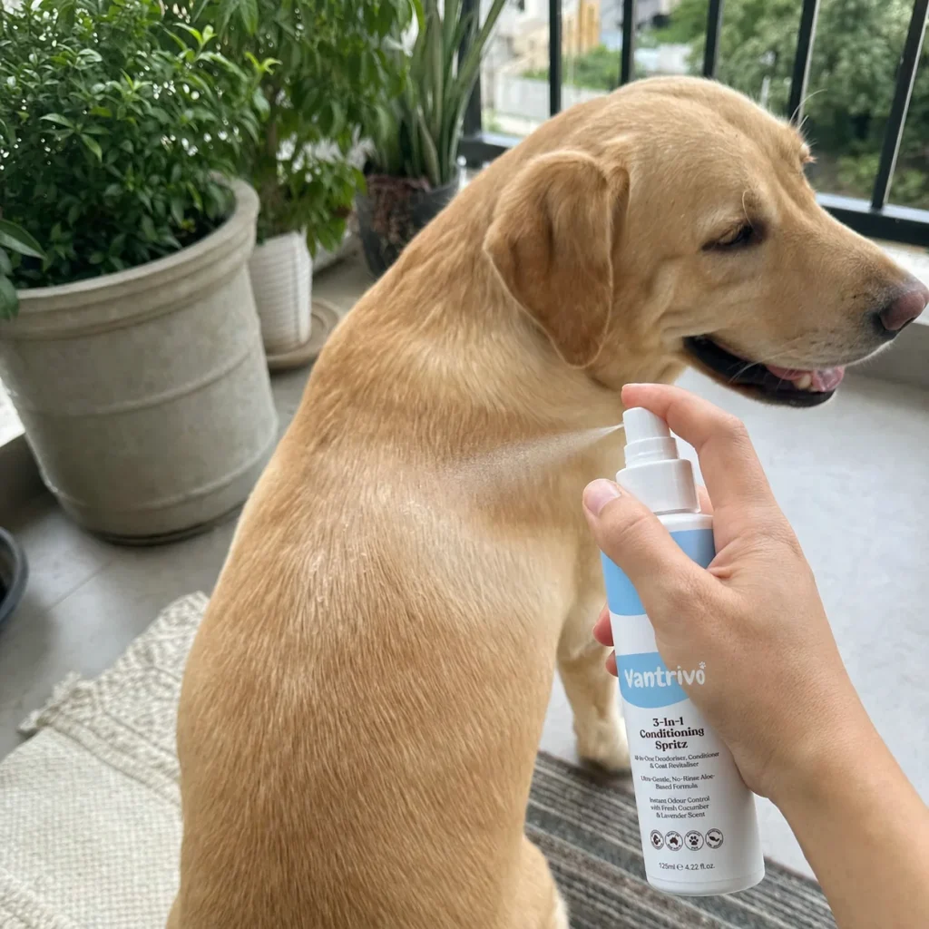 Vantrivo Leave-in spray in use with a labrador in a apartment balcony setting